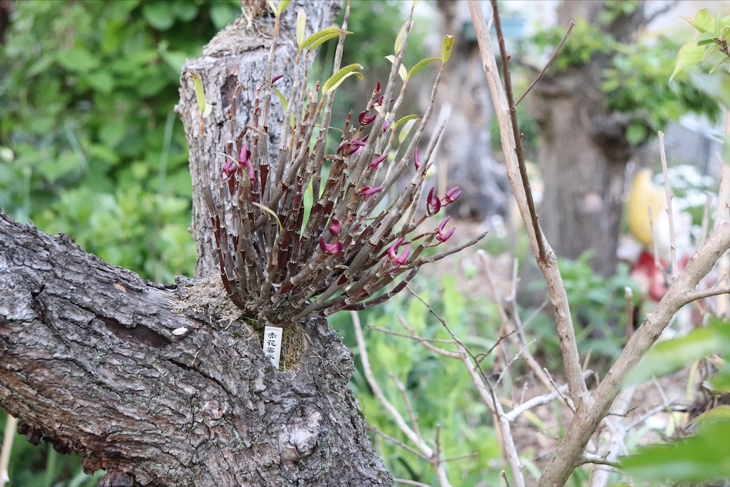 f:id:snow36:20210430142207j:image f:id:snow36:20210430142207j:image