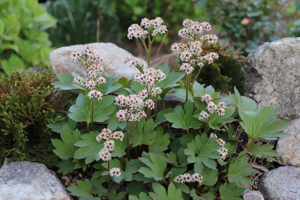 f:id:snow36:20210430142210j:image f:id:snow36:20210430142210j:image