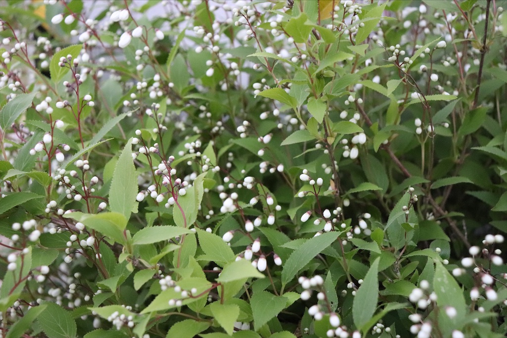 f:id:snow36:20210430142217j:image f:id:snow36:20210430142217j:image