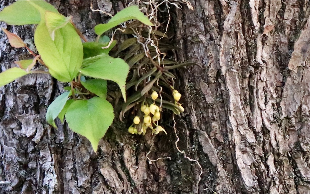 f:id:snow36:20210430142500j:image f:id:snow36:20210430142500j:image