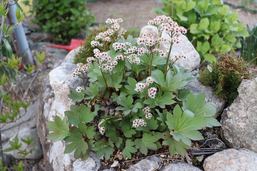 f:id:snow36:20210430143651j:image