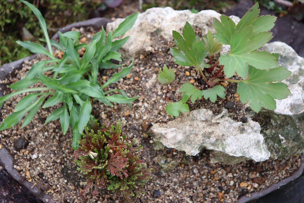 f:id:snow36:20210501145026j:image f:id:snow36:20210501145026j:image