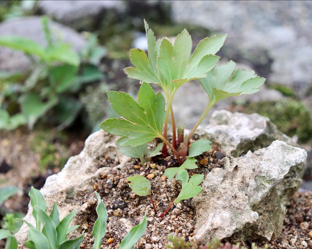 f:id:snow36:20210501145104j:image f:id:snow36:20210501145104j:image