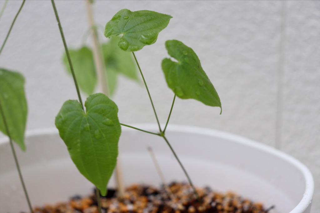 f:id:snow36:20210501145148j:image