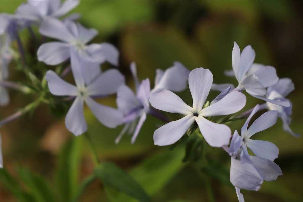 f:id:snow36:20210501145255j:image f:id:snow36:20210501145255j:image