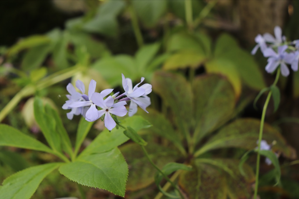 f:id:snow36:20210501145259j:image