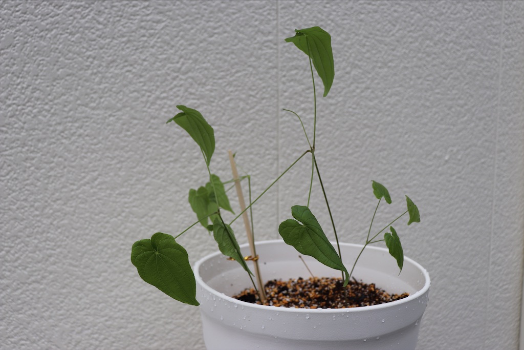 f:id:snow36:20210501170105j:image f:id:snow36:20210501170105j:image