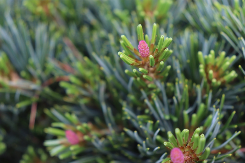 f:id:snow36:20210509172203j:image f:id:snow36:20210509172203j:image