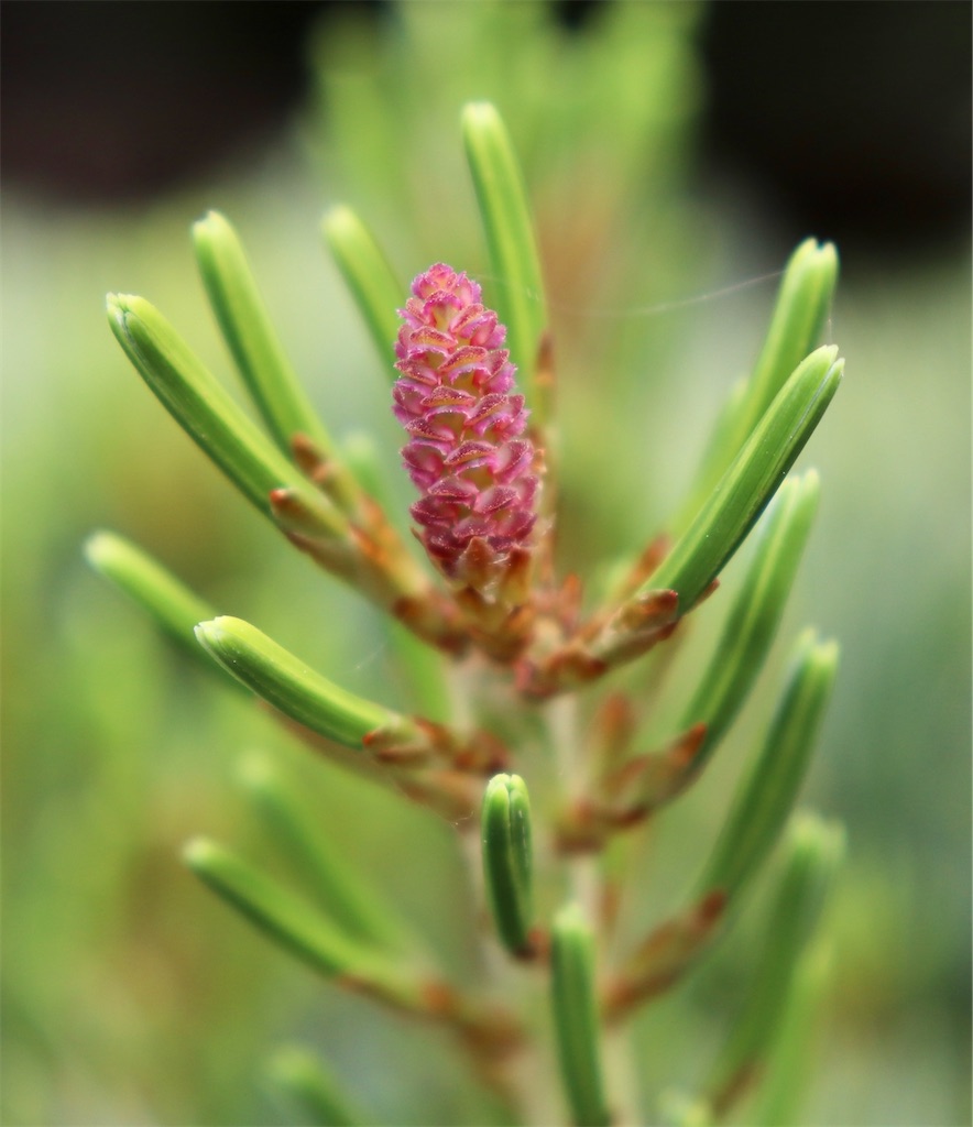 f:id:snow36:20210509172301j:image f:id:snow36:20210509172301j:image