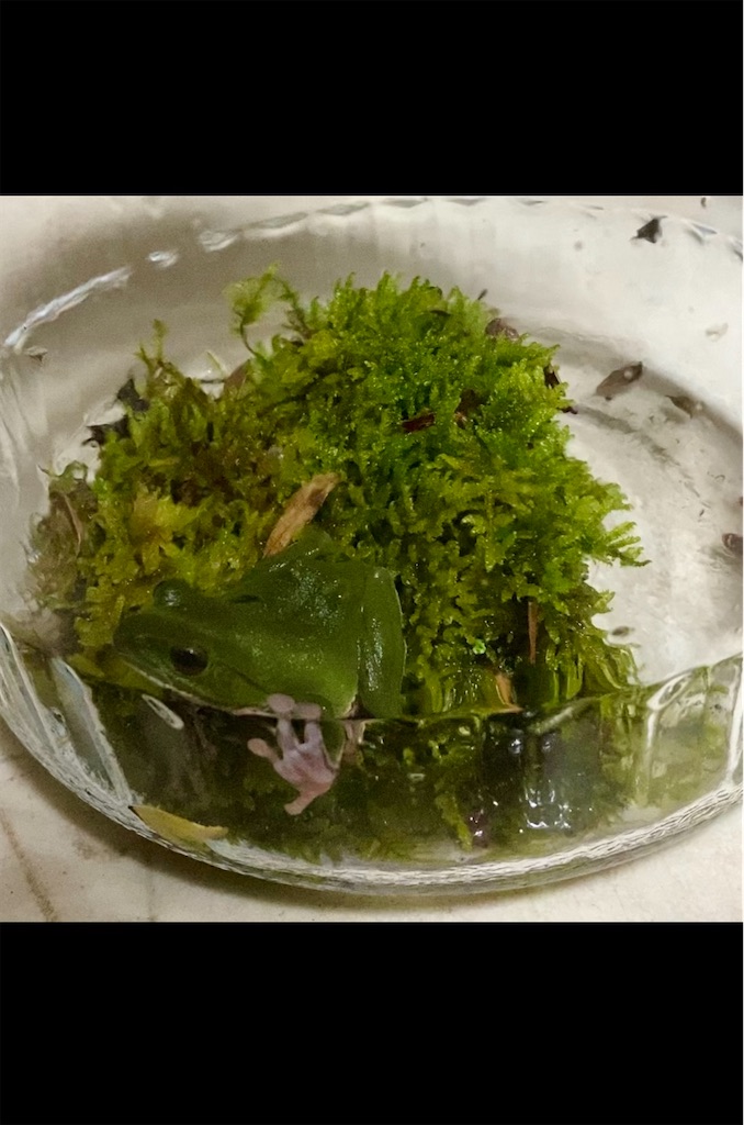 f:id:snow36:20210509172901j:image f:id:snow36:20210509172901j:image