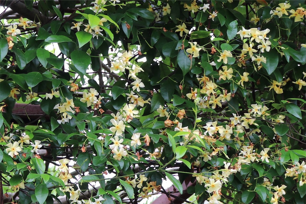 f:id:snow36:20210615165554j:image