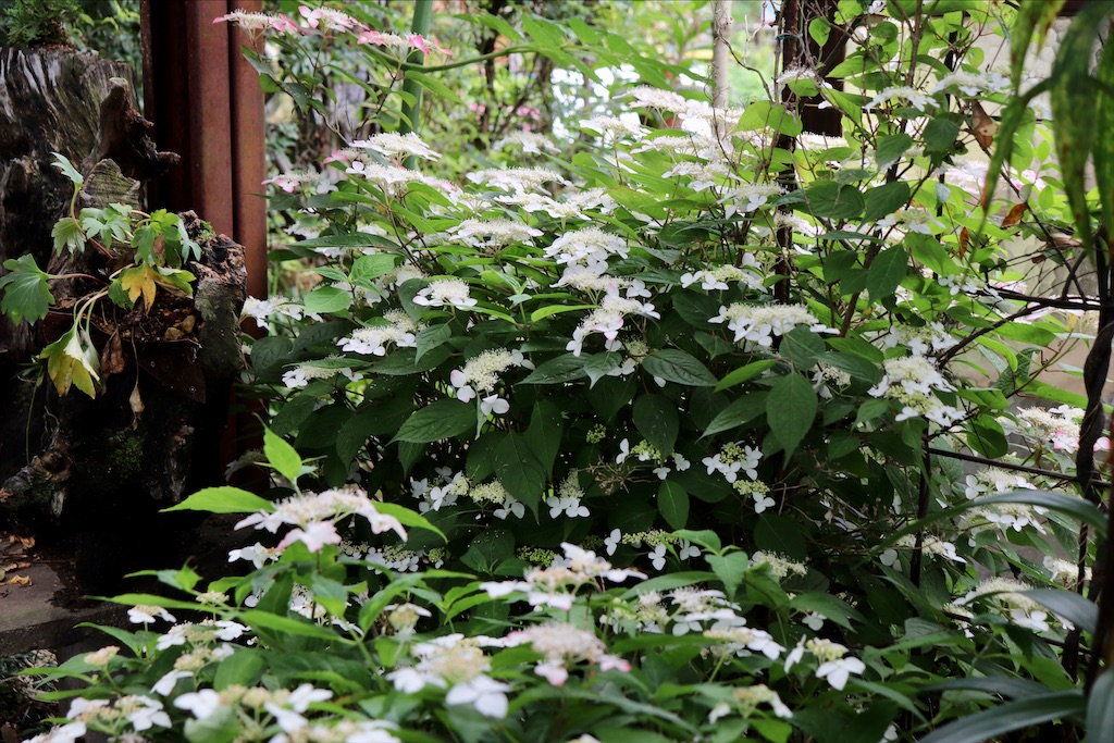 f:id:snow36:20210615171053j:image