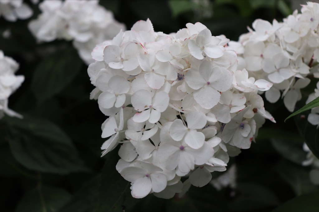 f:id:snow36:20210615171506j:image