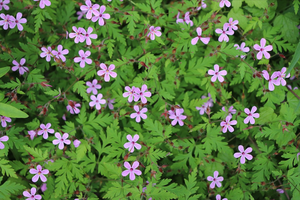 f:id:snow36:20210705214259j:image