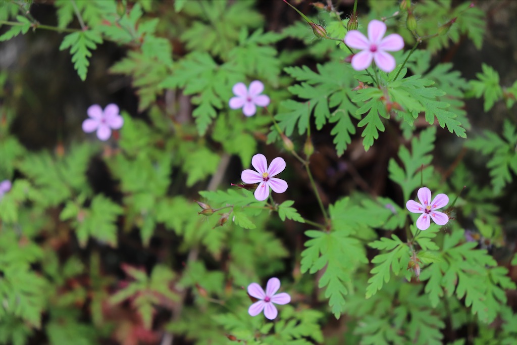 f:id:snow36:20210706095735j:image