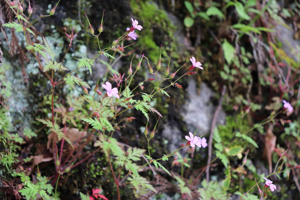 f:id:snow36:20210706111157j:image