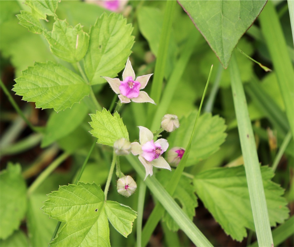 f:id:snow36:20210706114350j:image