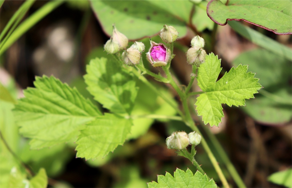 f:id:snow36:20210706114354j:image