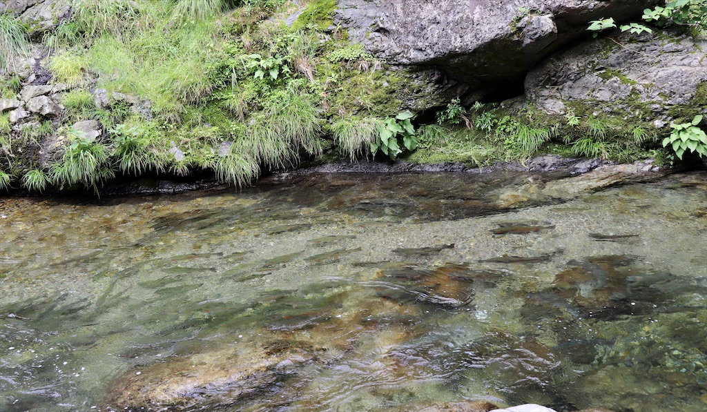 f:id:snow36:20210706114928j:image