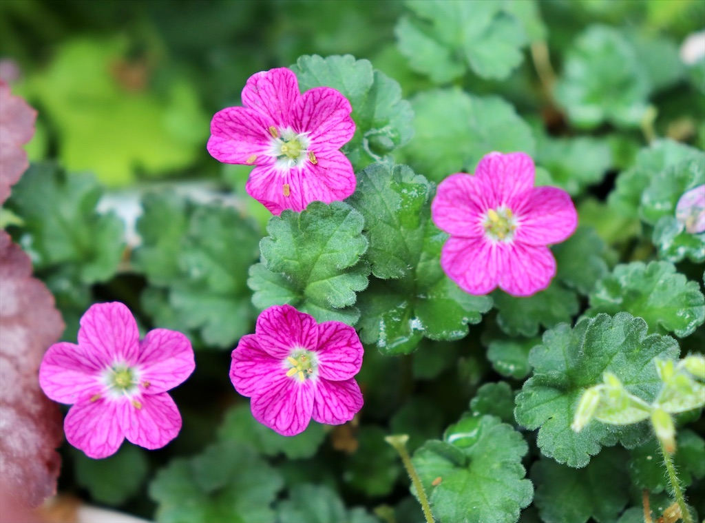 f:id:snow36:20210707013934j:image