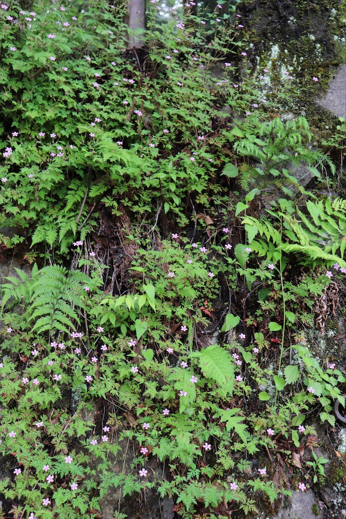 f:id:snow36:20210707170054j:image