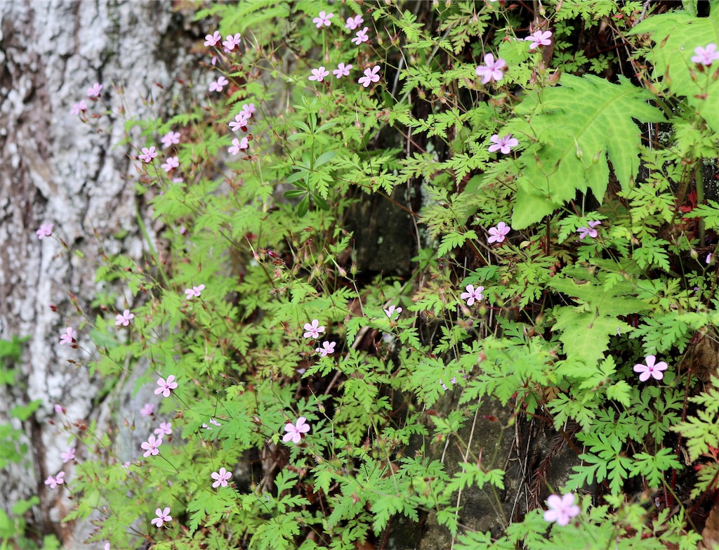 f:id:snow36:20210707170059j:image