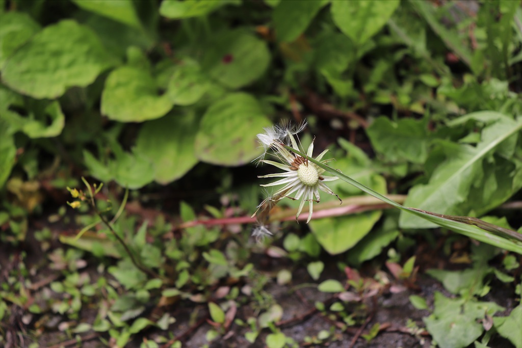 f:id:snow36:20210708165036j:image