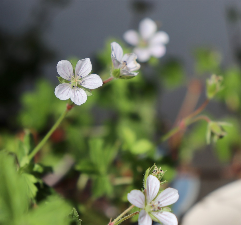 f:id:snow36:20210708232152j:image