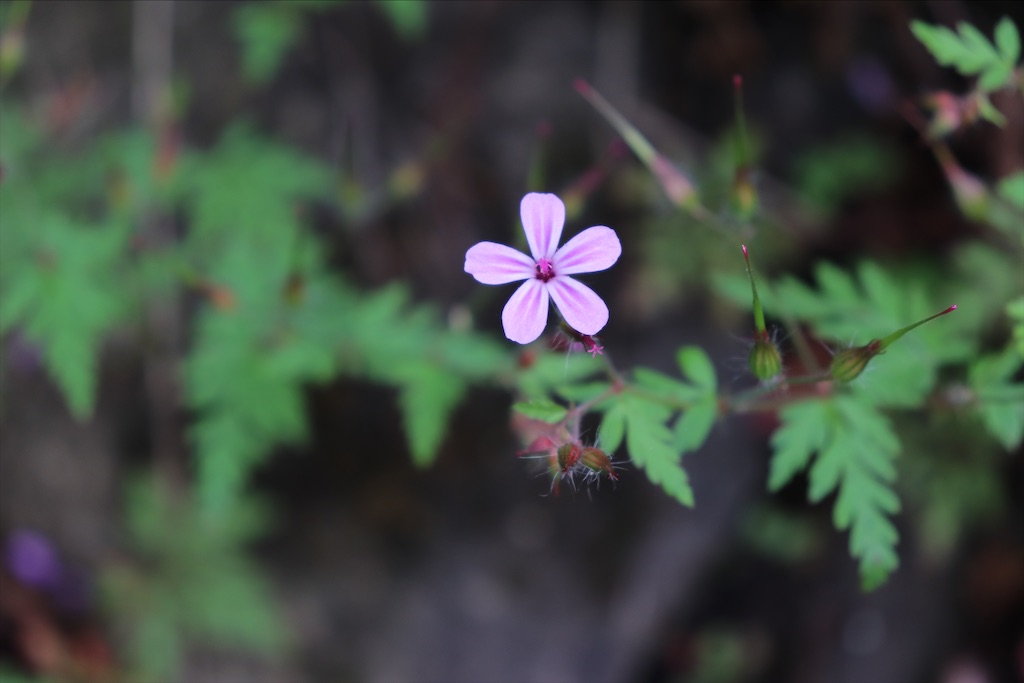 f:id:snow36:20210711092838j:image