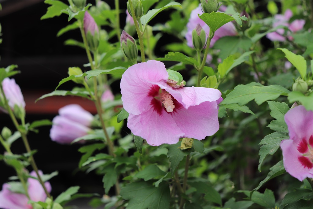 f:id:snow36:20210711100855j:image