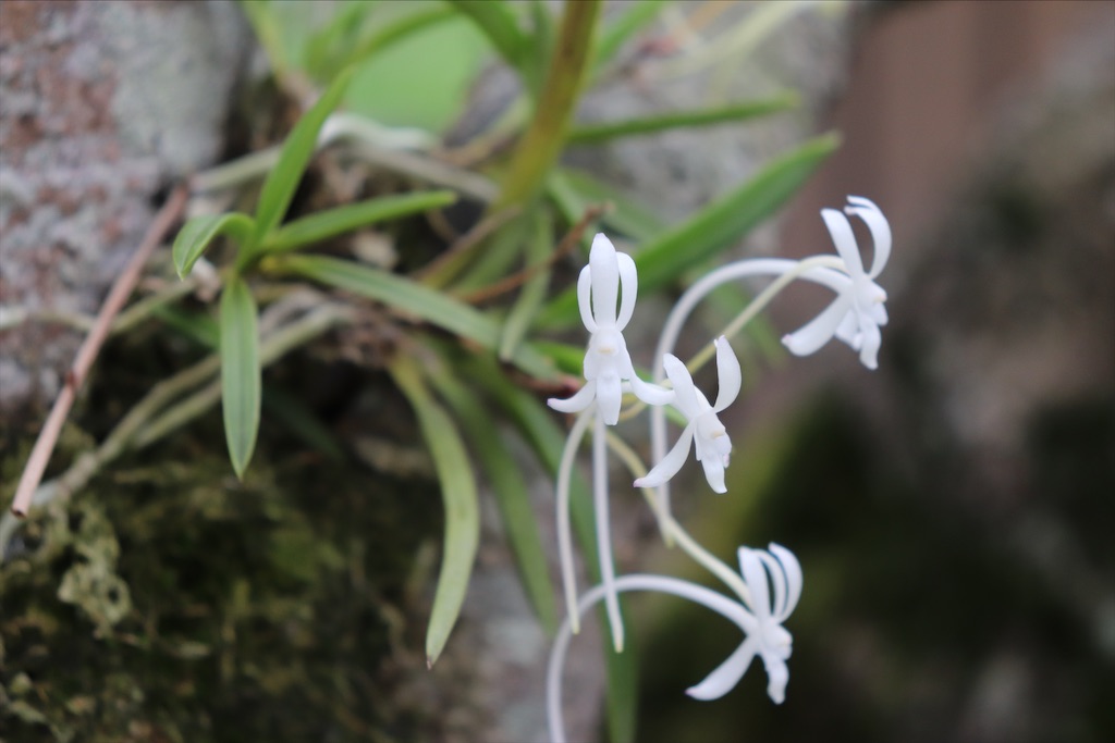 f:id:snow36:20210727070814j:image f:id:snow36:20210727070814j:image