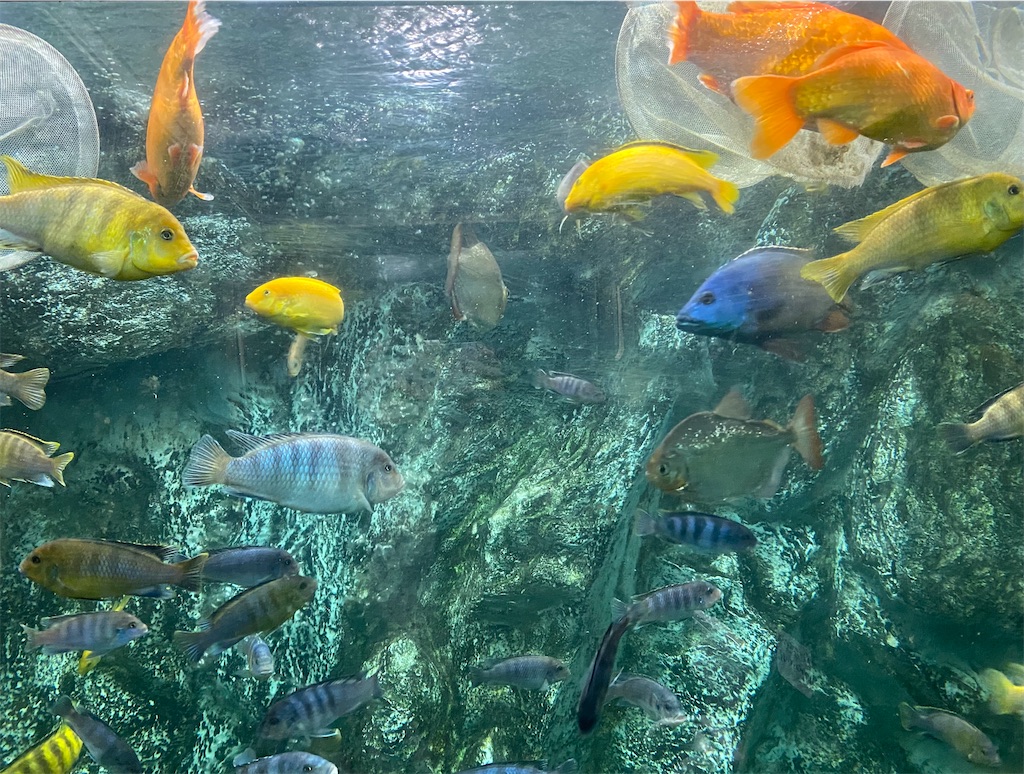 f:id:snow36:20210727074108j:image f:id:snow36:20210727074108j:image