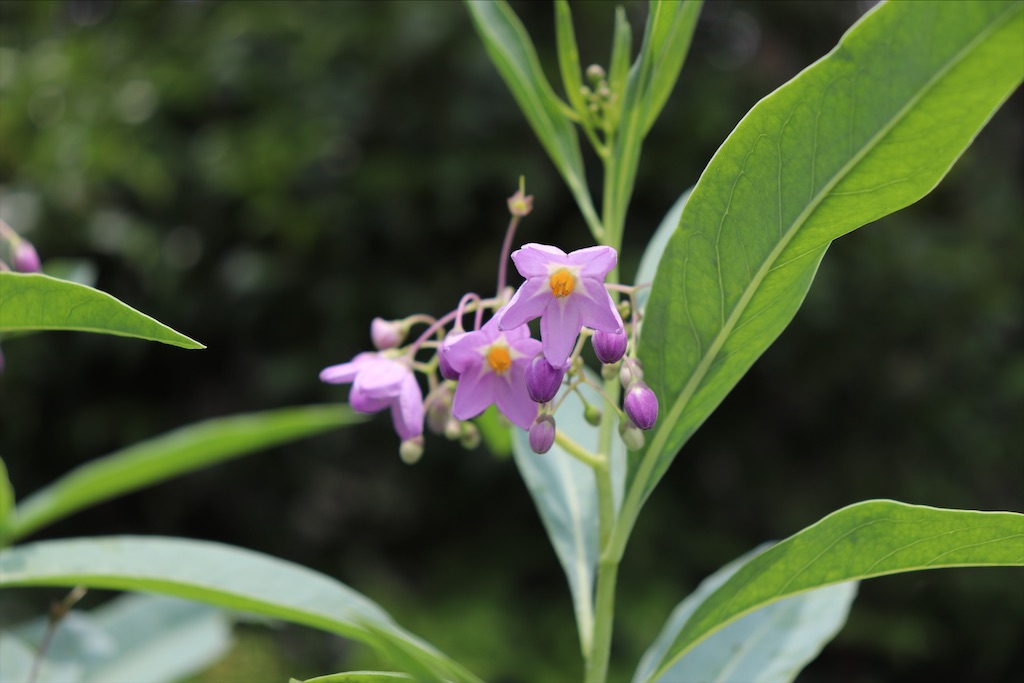 f:id:snow36:20210730183757j:image f:id:snow36:20210730183757j:image