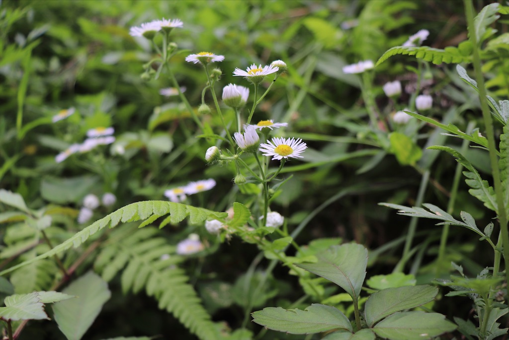 f:id:snow36:20210731011235j:image f:id:snow36:20210731011235j:image