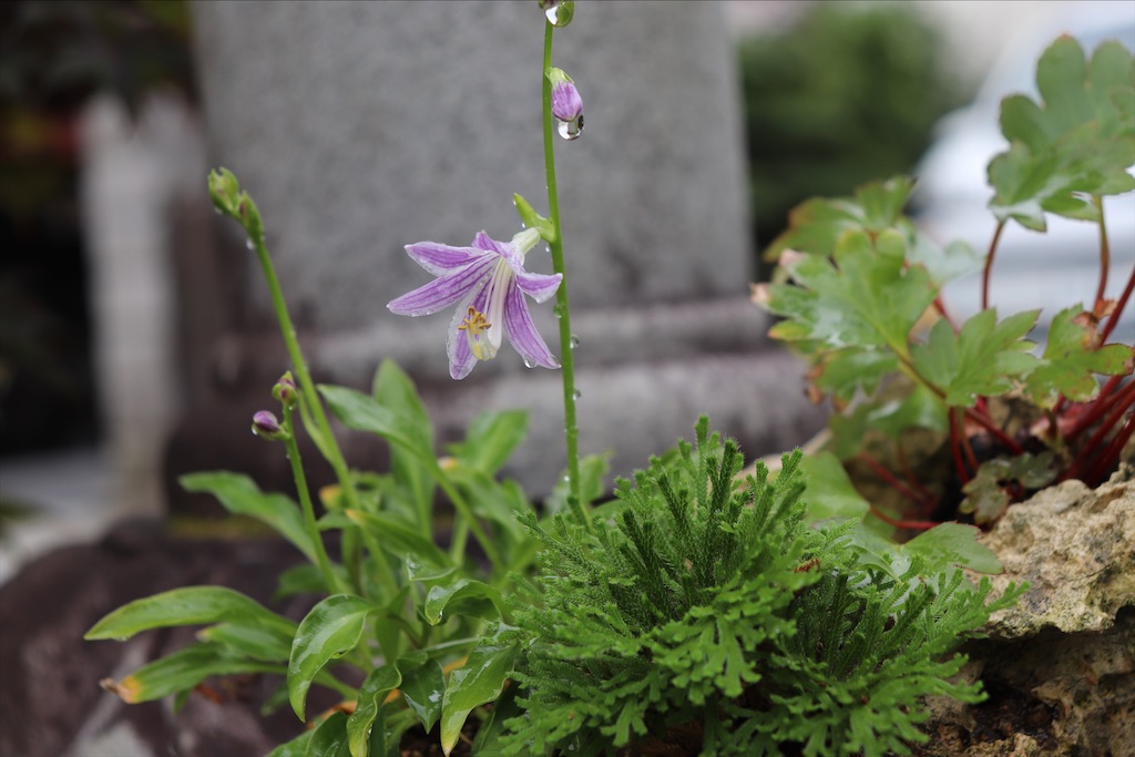 f:id:snow36:20210928101204j:image f:id:snow36:20210928101204j:image