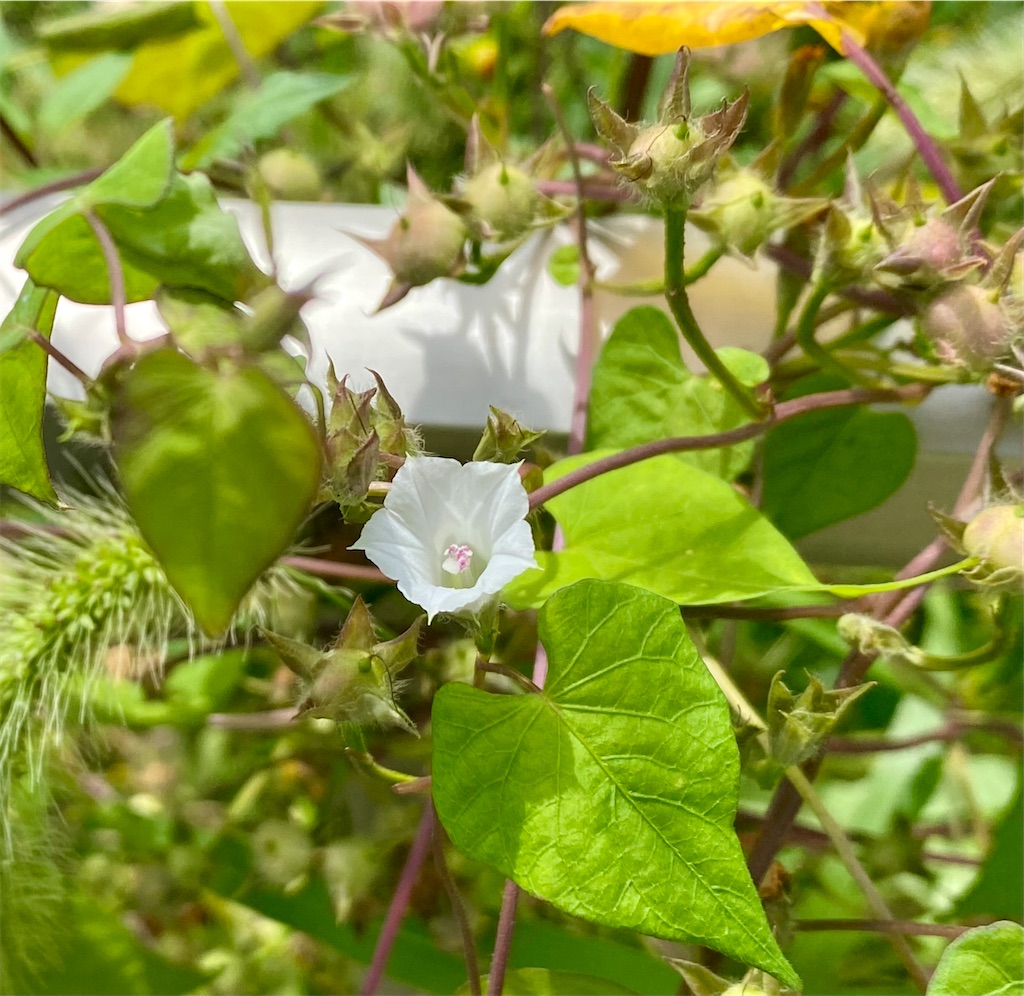 f:id:snow36:20210928134223j:image f:id:snow36:20210928134223j:image