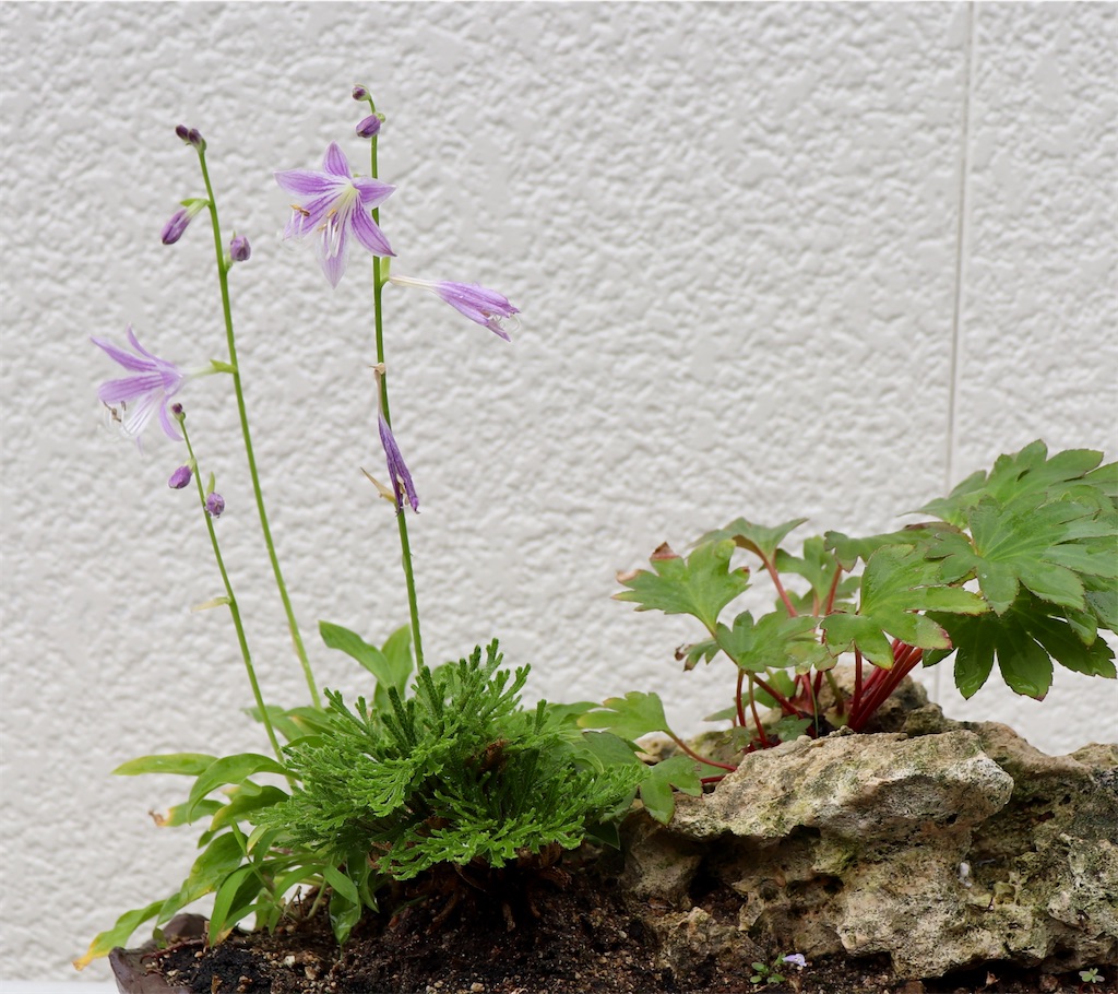 f:id:snow36:20210929180709j:image f:id:snow36:20210929180709j:image