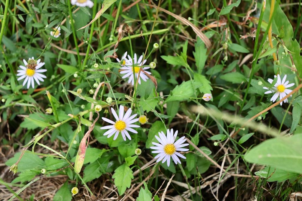 f:id:snow36:20210930202820j:image f:id:snow36:20210930202820j:image