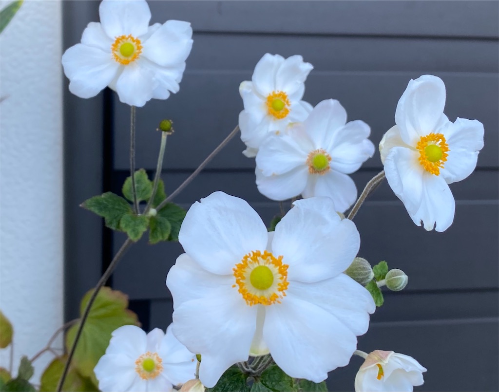 f:id:snow36:20211027230917j:image