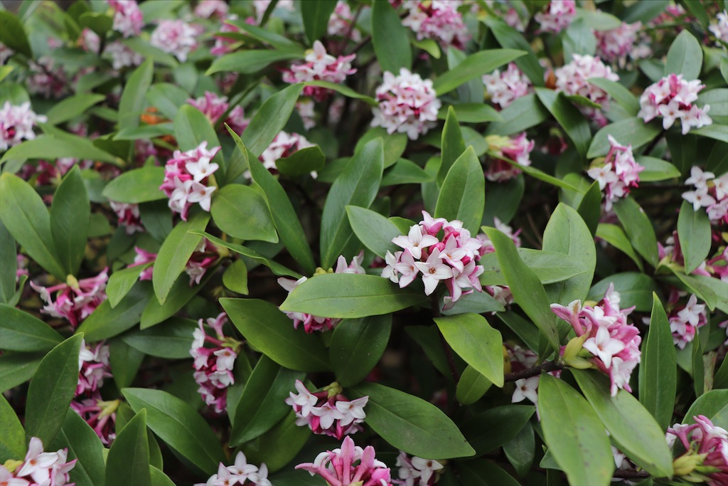 f:id:snow36:20211029095741j:image