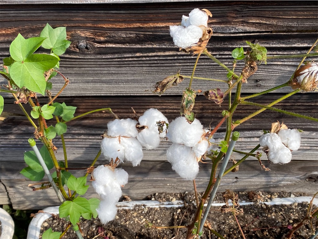 f:id:snow36:20211029101527j:image