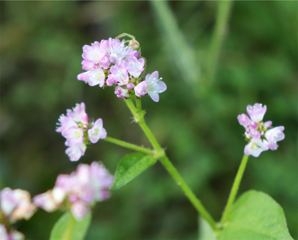 f:id:snow36:20211029143248j:image