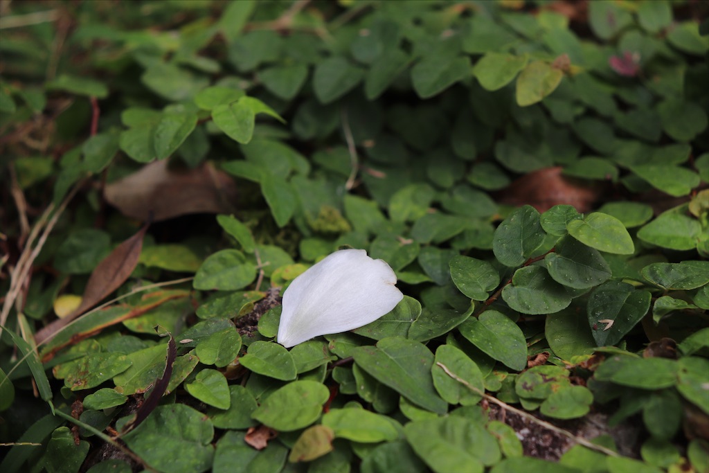 f:id:snow36:20211029143614j:image