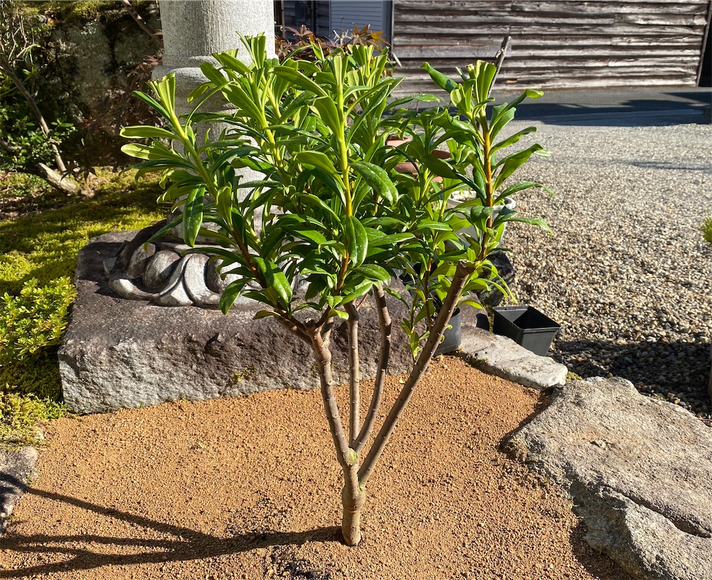 f:id:snow36:20211030142640j:image