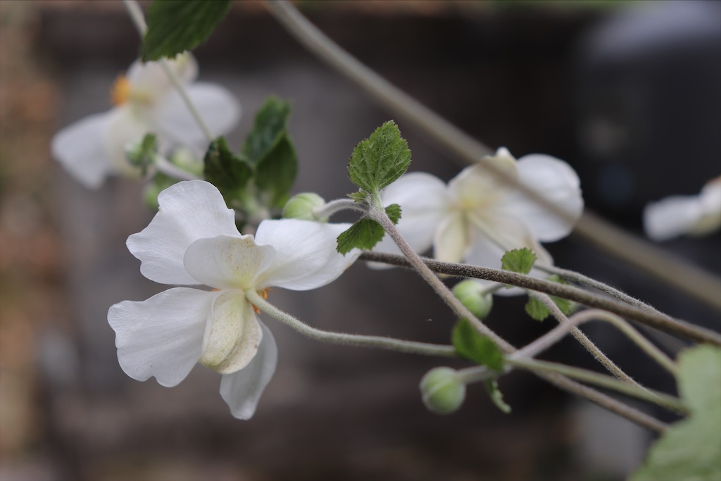 f:id:snow36:20211115205545j:image