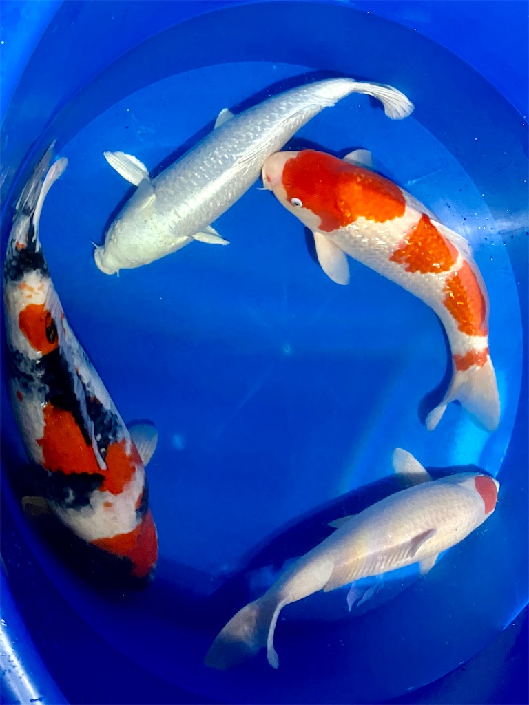 f:id:snow36:20211116001418j:image