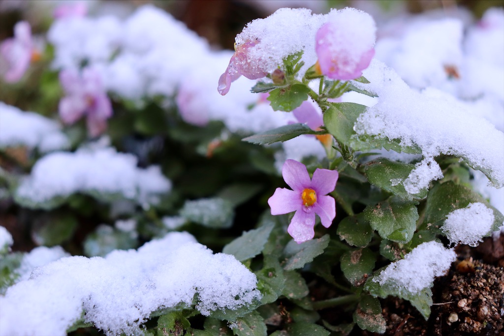 f:id:snow36:20220117185925j:image