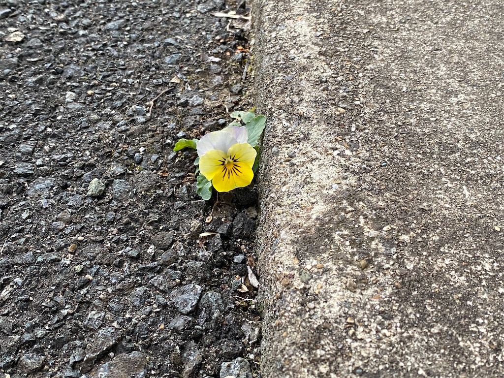 f:id:snow36:20220121093342j:image