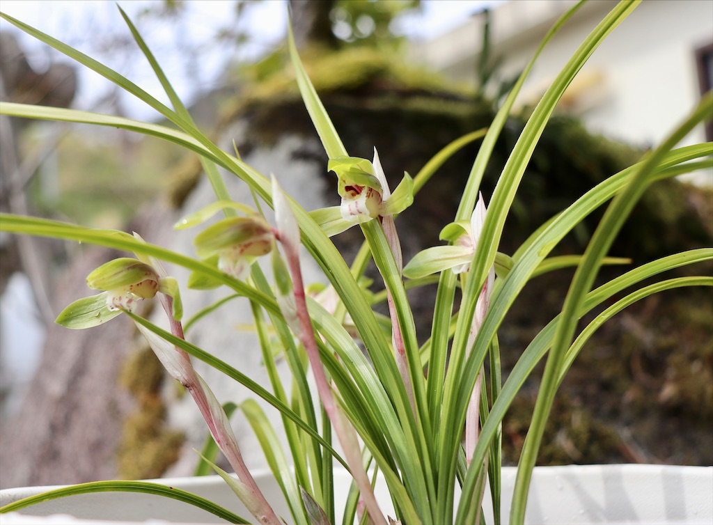 f:id:snow36:20220401234017j:image