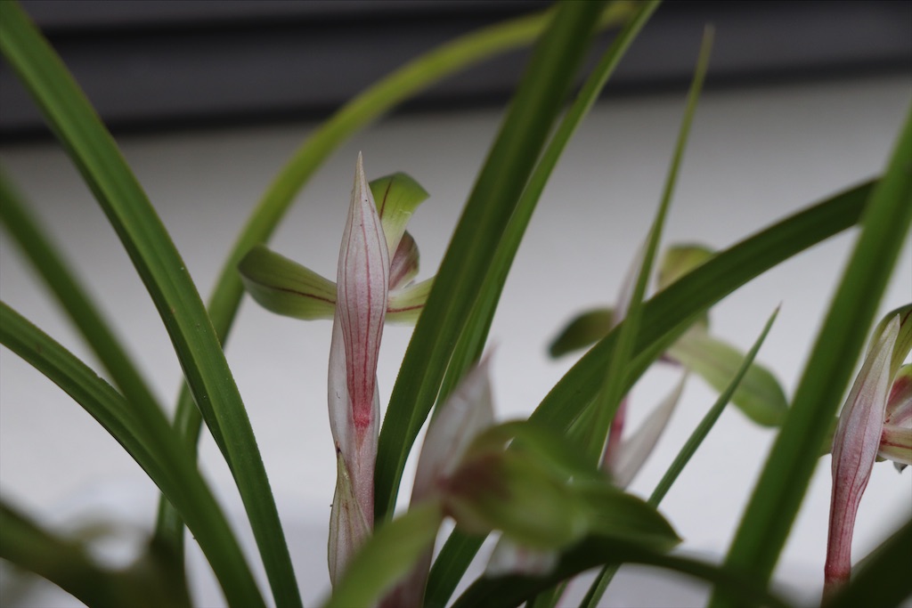 f:id:snow36:20220401234110j:image